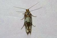 Enolmis acanthella