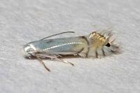 Phyllocnistis