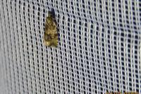 Celypha lacunana
