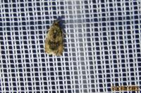 Celypha lacunana