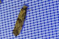 Morophaga choragella