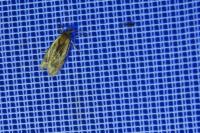 Eucosma