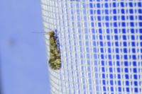 Triaxomera parasitella
