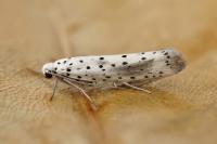 Yponomeuta irrorella