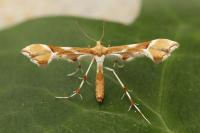 Cnaemidophorus rhododactylus
