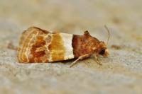 Epinotia festivana