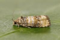 Piniphila bifasciana