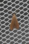 Coleophora flavipennella