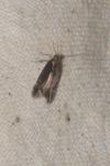 Oxypteryx immaculatella