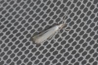 Coleophora kuehnella