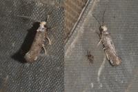 Paraswammerdamia nebulella