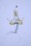 Coleophora kuehnella