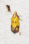 Agapeta zoegana