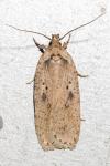 Agonopterix yeatiana