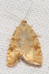 Aleimma loeflingiana