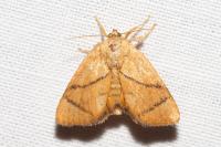 Apoda limacodes