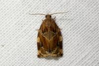 Archips xylosteana
