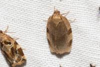 Choristoneura hebenstreitella