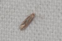 Phyllonorycter