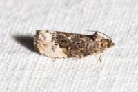 Hedya nubiferana