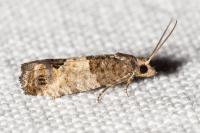 Spilonota ocellana