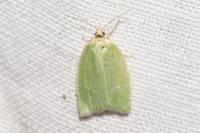 Tortrix viridana