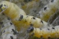 Yponomeuta cagnagella