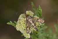 Pyropteron meriaeforme