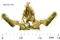 Ancylis comptana
