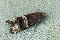 Pammene oxycedrana