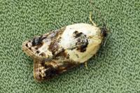 Acleris variegana