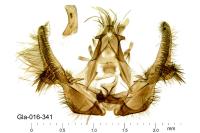 Olethreutes stibiana