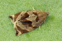 Archips crataegana