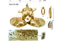 Isotrias stramentana