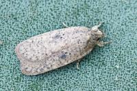 Agonopterix subpropinquella