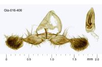 Grapholita jungiella