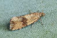 Celypha striana