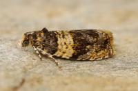 Celypha aurofasciana