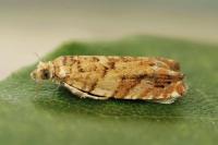 Epinotia abbreviana