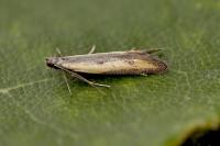 Mesophleps trinotella