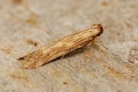 Metzneria lappella
