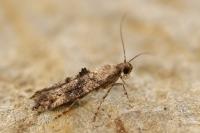 Epermenia chaerophyllella