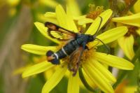 Pyropteron chrysidiforme