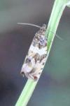 Celypha cespitana