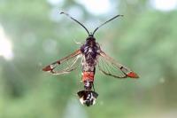 Synanthedon formicaeformis