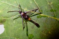 Synanthedon myopaeformis