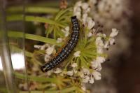 Depressaria daucella