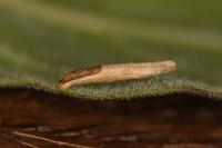 Coleophora follicularis