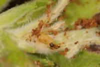 Mompha epilobiella