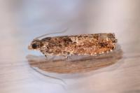 Epinotia immundana